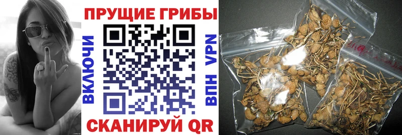 хочу наркоту  Ардатов  гидра сайт  Галлюциногенные грибы мицелий 
